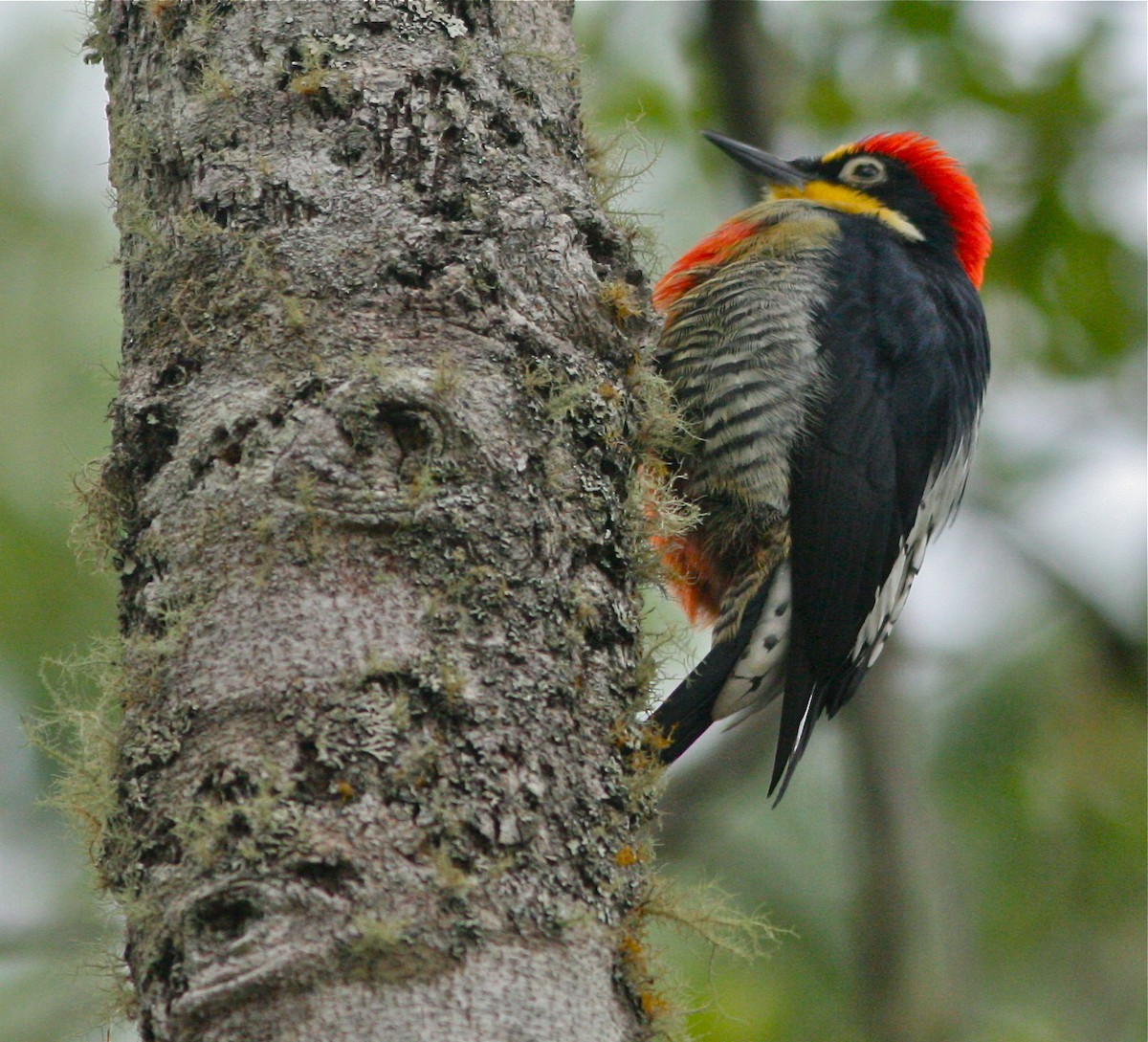 Yellow-fronted Woodpecker - ML139832101