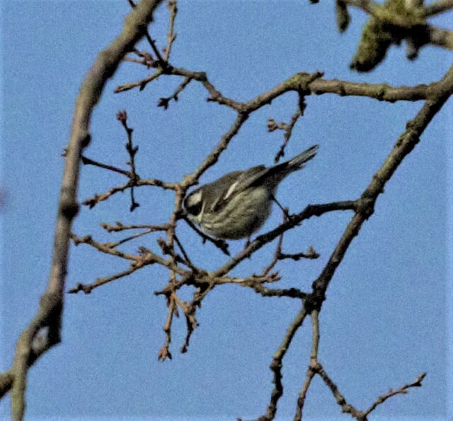 Black-throated Gray Warbler - ML139832561
