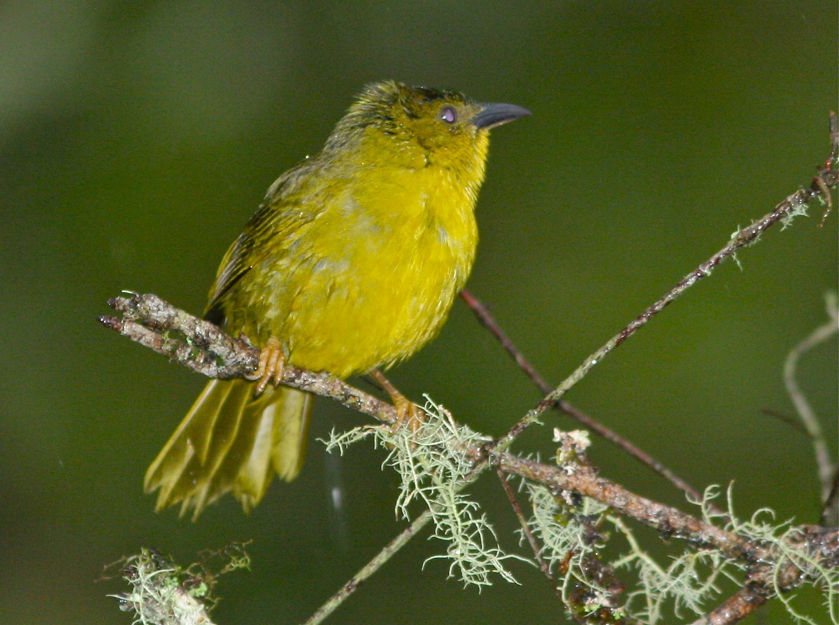 Olive-green Tanager - ML139832981