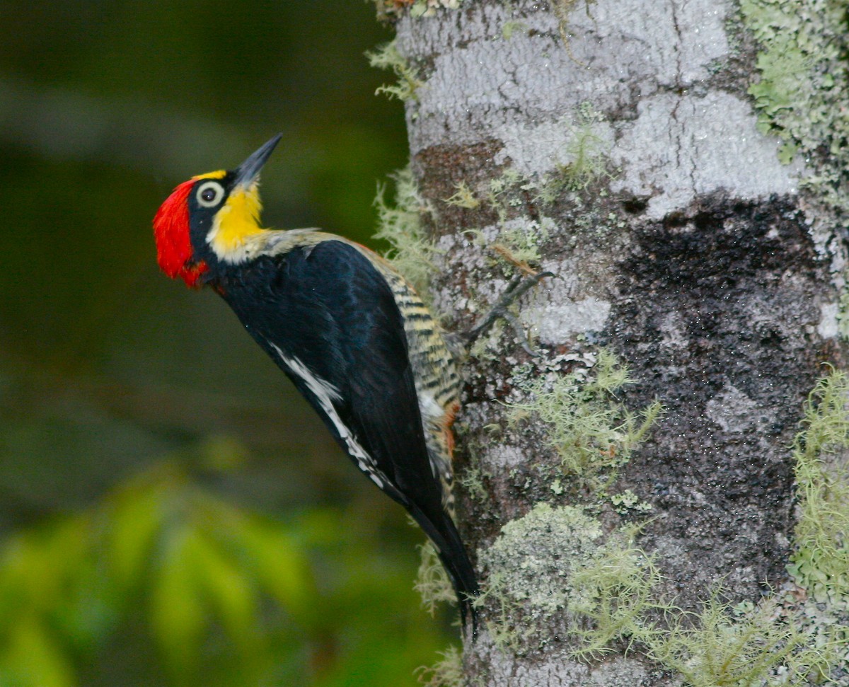 Yellow-fronted Woodpecker - ML139833211