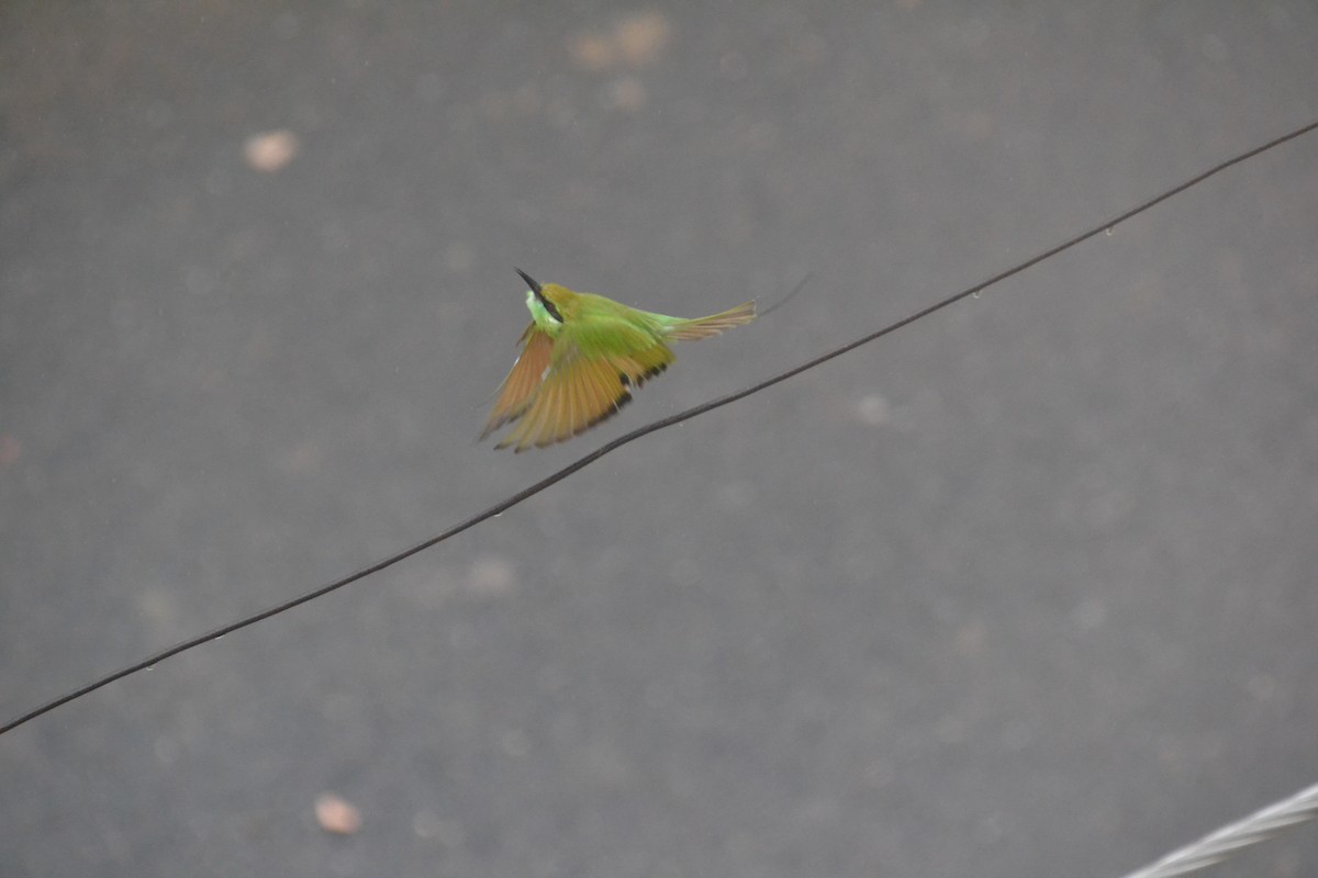 Asian Green Bee-eater - ML139833221