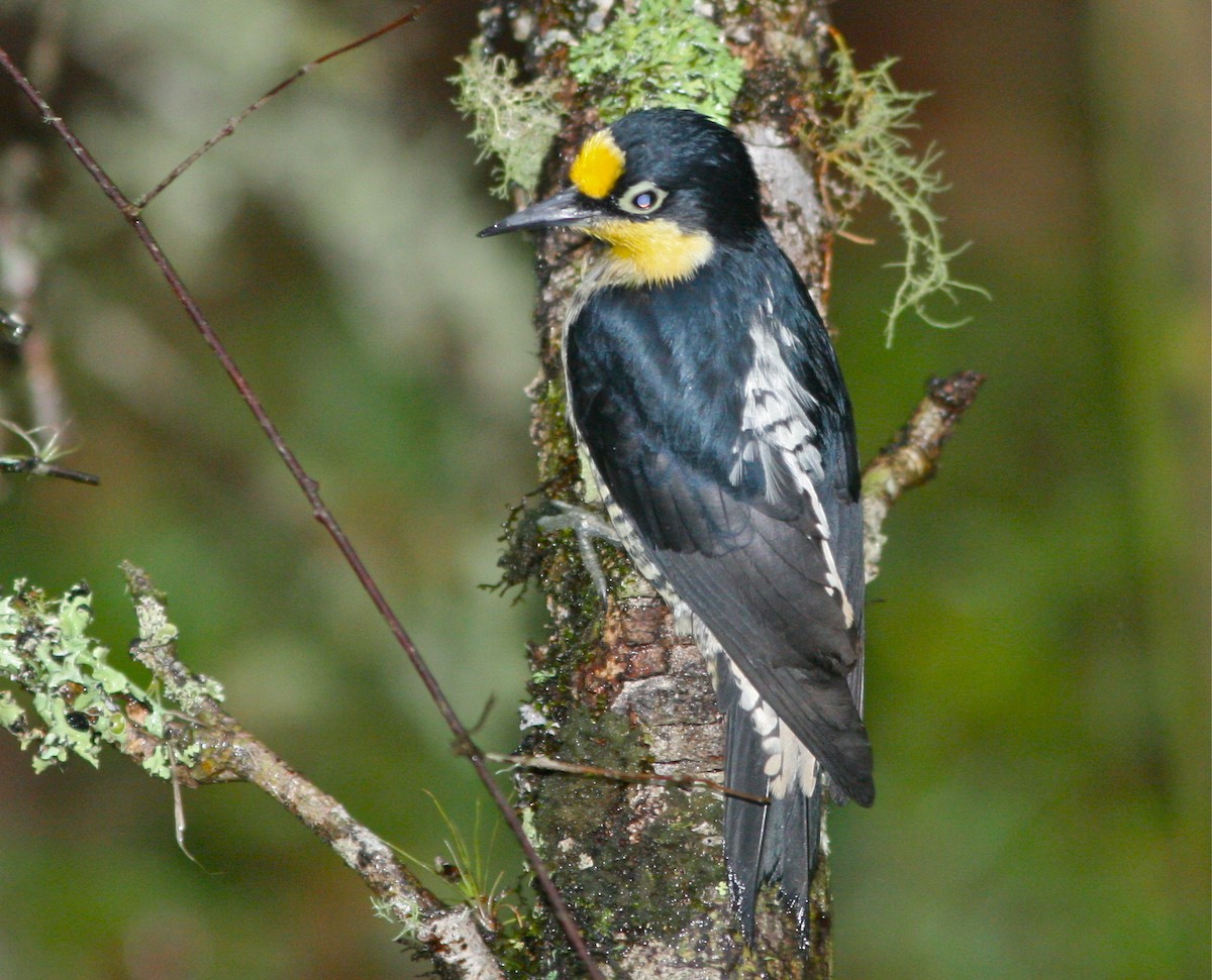 Yellow-fronted Woodpecker - ML139833541