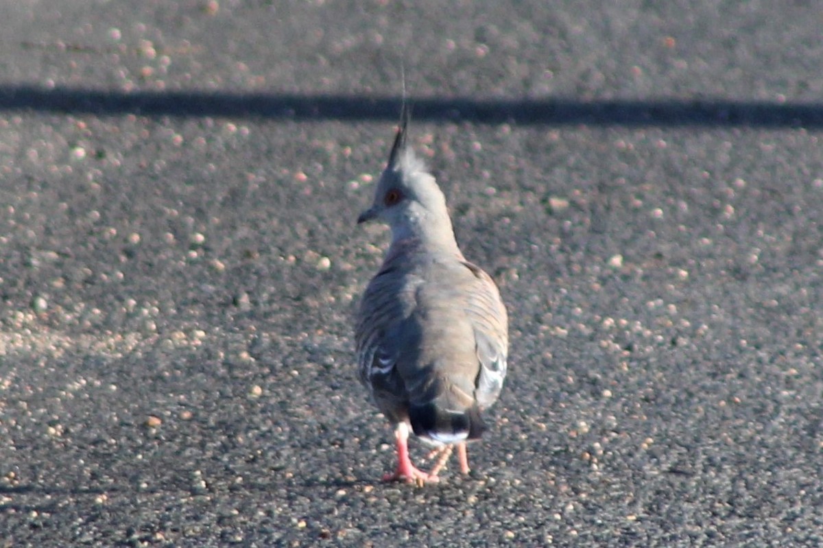 Crested Pigeon - ML139835111