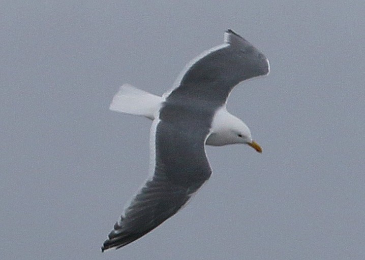 Western x Glaucous-winged Gull (hybrid) - ML139835811
