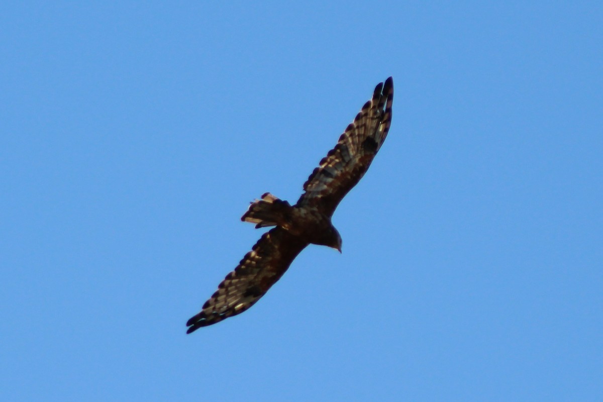 Square-tailed Kite - ML139835861