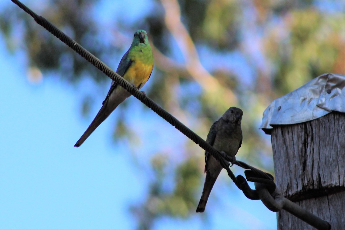 Red-rumped Parrot - ML139836141
