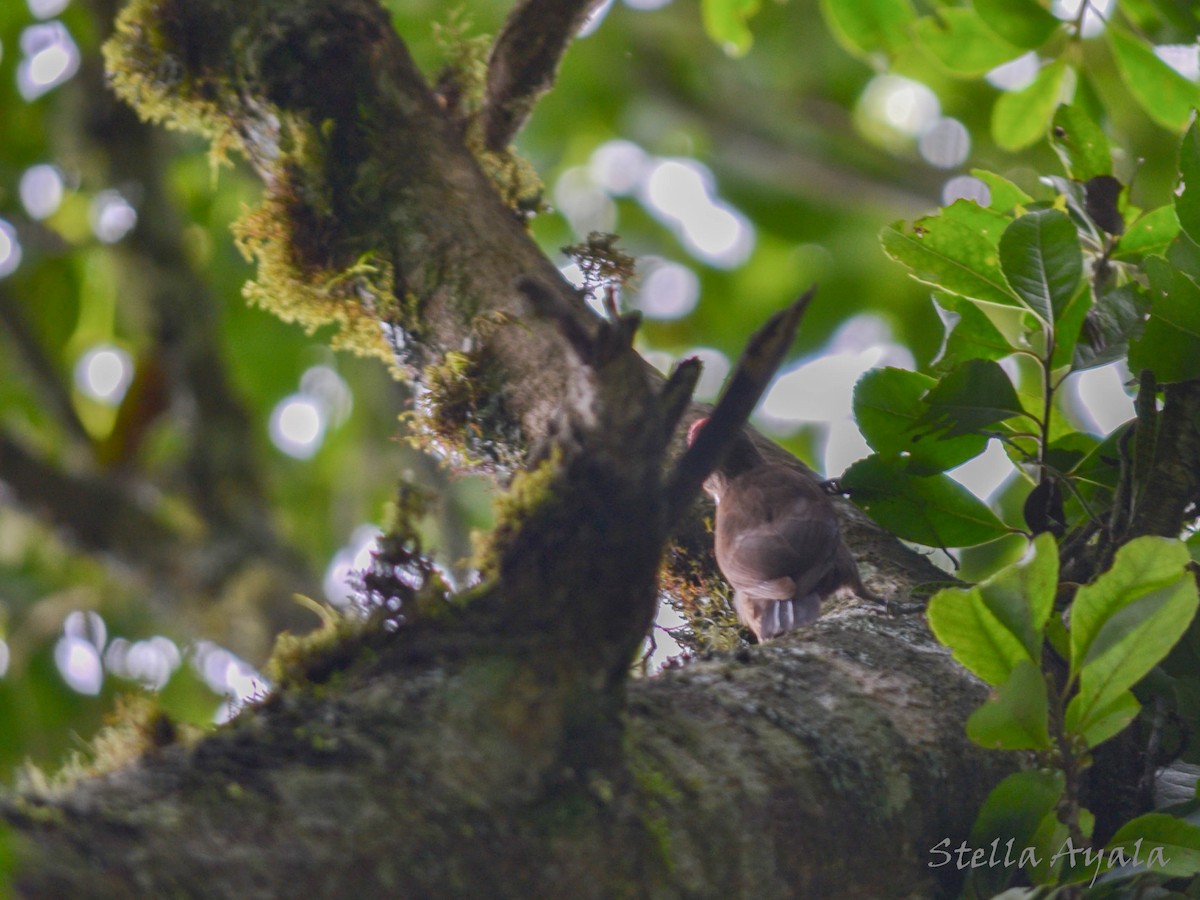 Smoky-brown Woodpecker - Stella Ayala