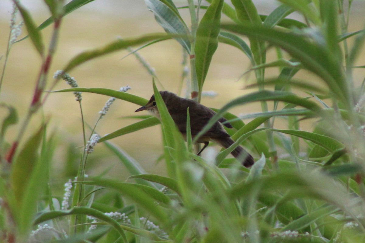 Australian Reed Warbler - ML139837001