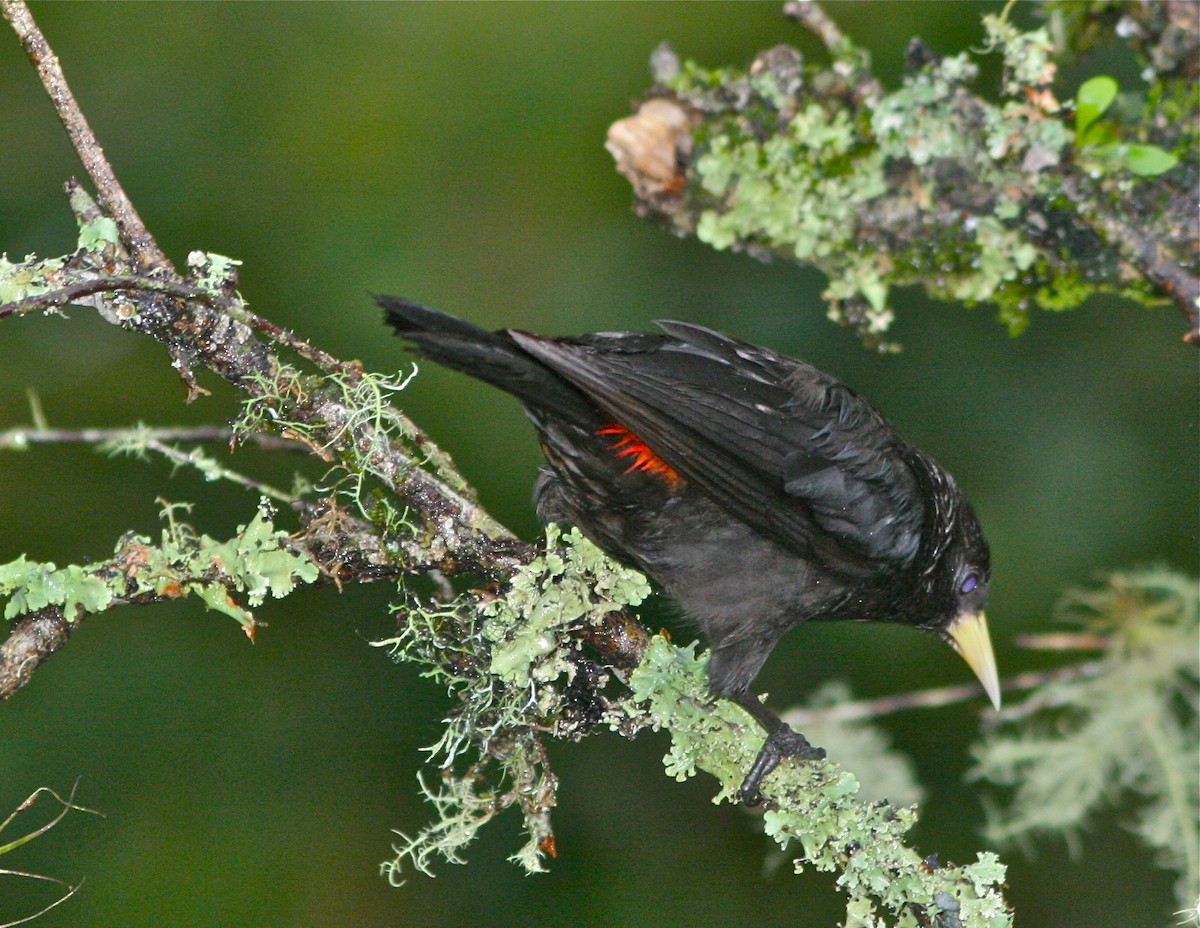 Red-rumped Cacique - Don Roberson