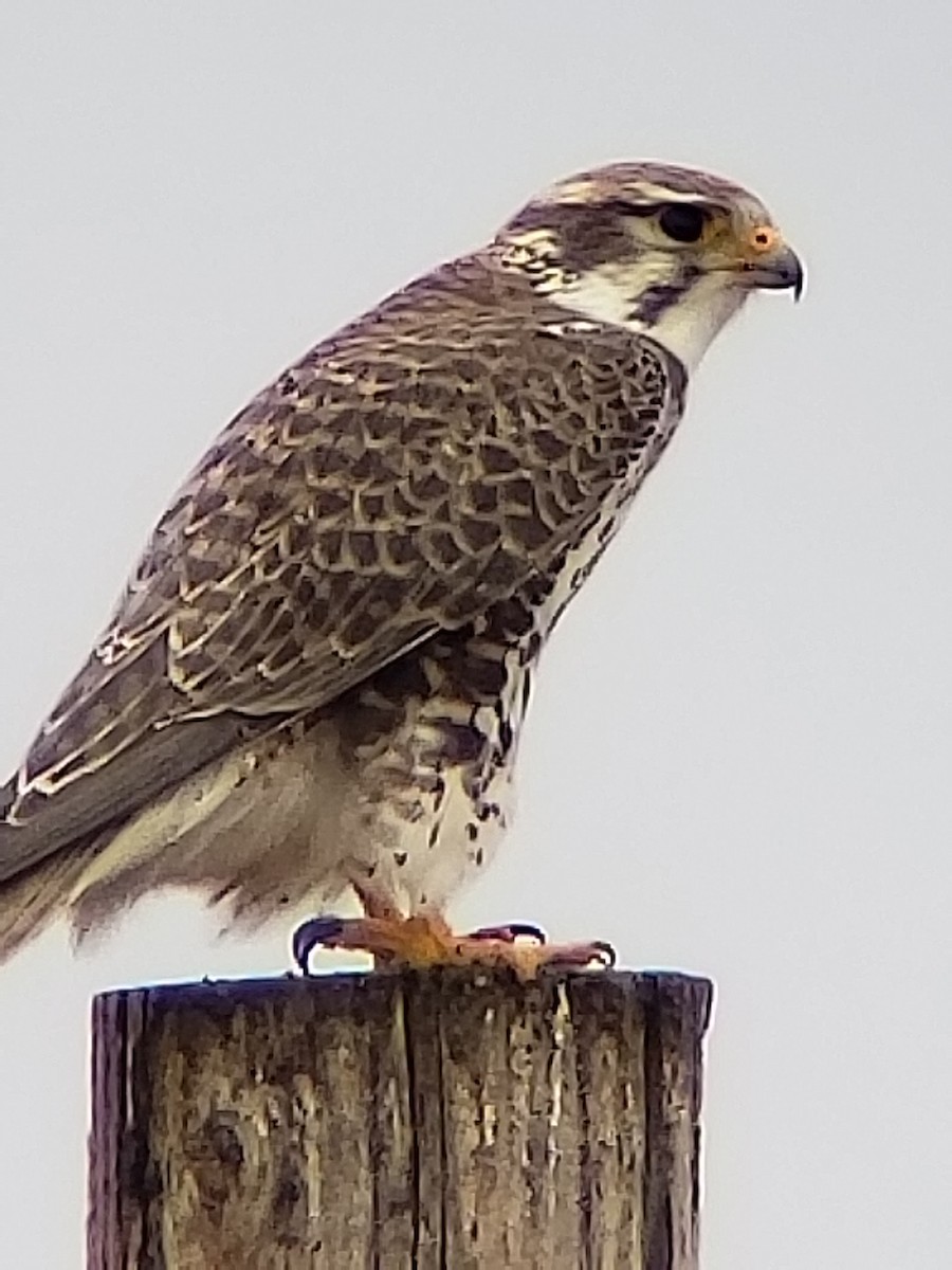 Prairie Falcon - ML139839991