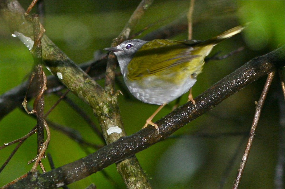 White-browed Warbler - Don Roberson
