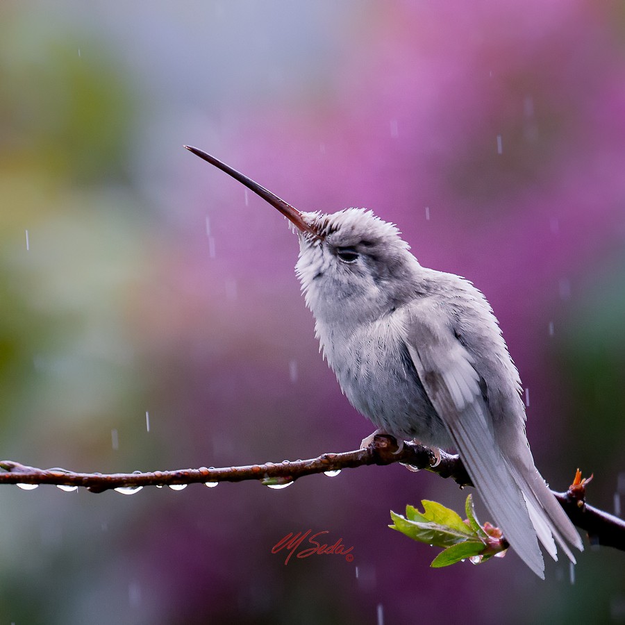 Talamanca Hummingbird - Manuel Seda