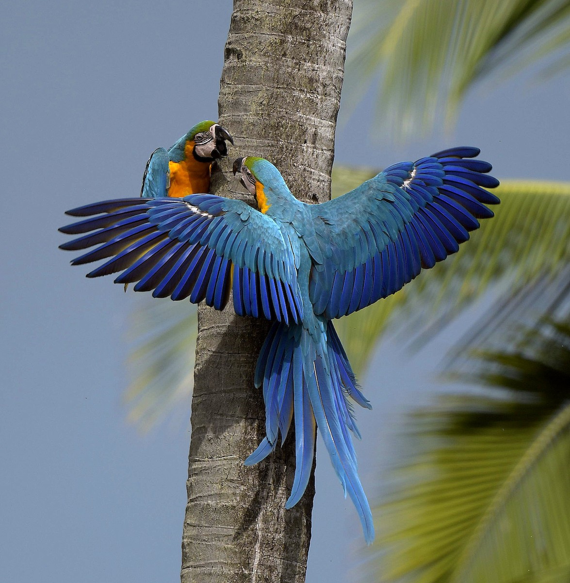 Blue-and-yellow Macaw - Paul Arneson