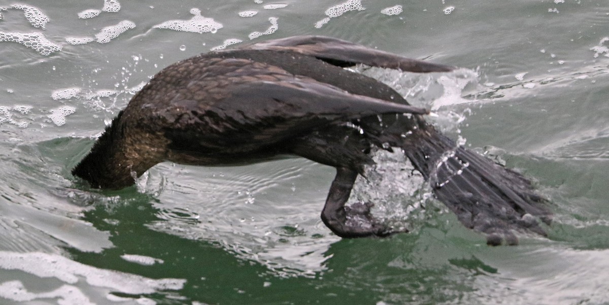 Double-crested Cormorant - Charlotte Byers