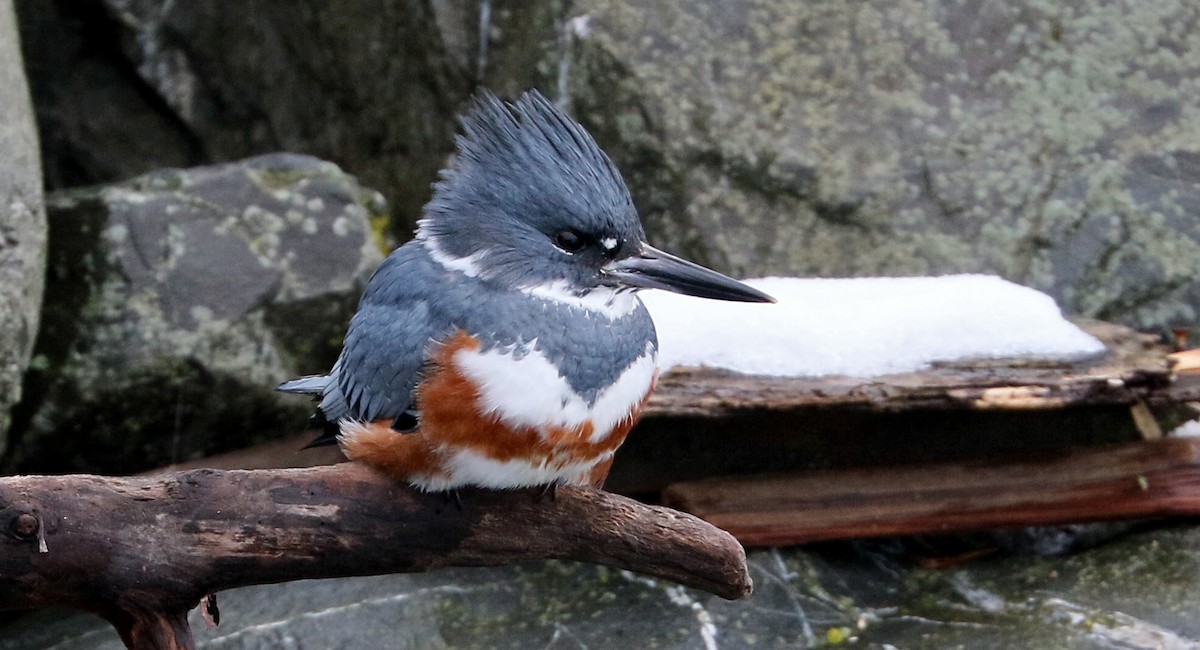 Belted Kingfisher - ML139844221