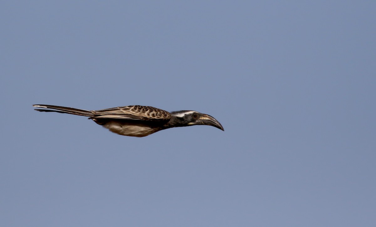 African Gray Hornbill - Jay McGowan