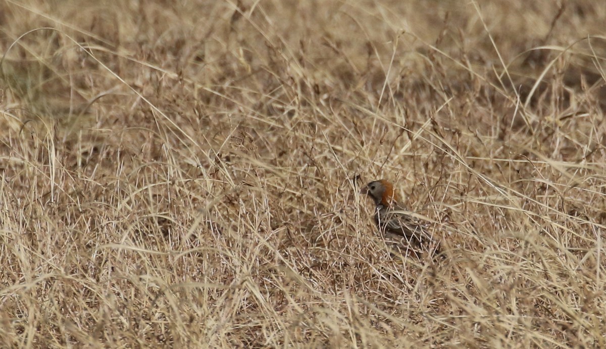 Speckle-fronted Weaver - ML139845311