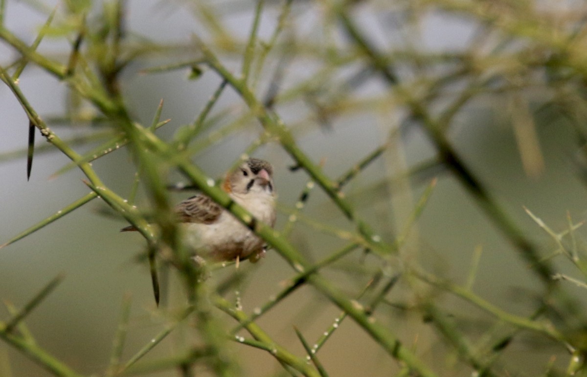 Speckle-fronted Weaver - ML139845351
