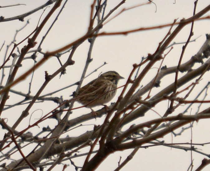 Song Sparrow - Hal Robins