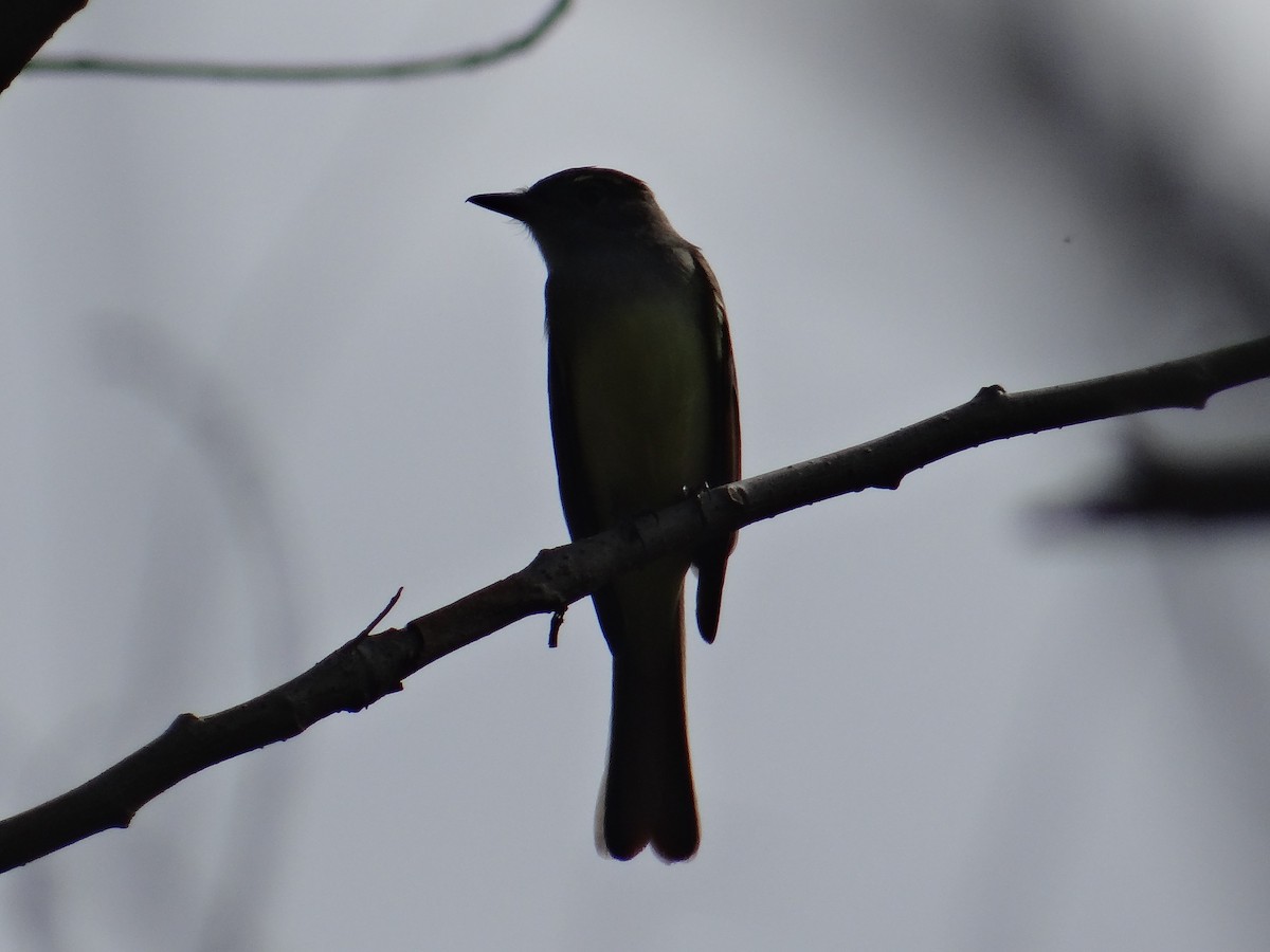 Great Crested Flycatcher - ML139846191