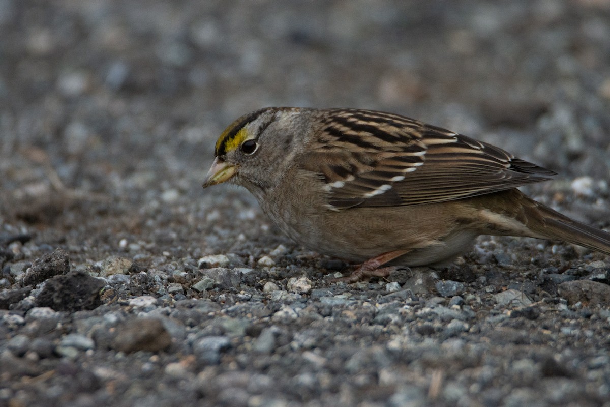 White-crowned x Golden-crowned Sparrow (hybrid) - Rick Zapf