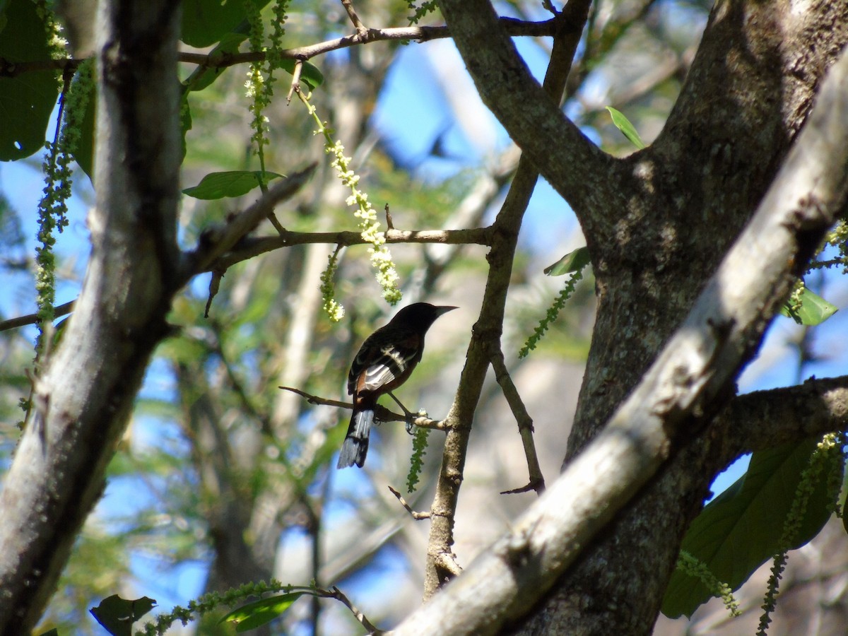 Orchard Oriole - ML139849291