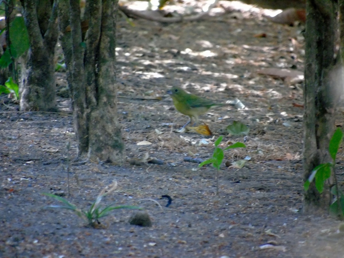 Painted Bunting - ML139849671