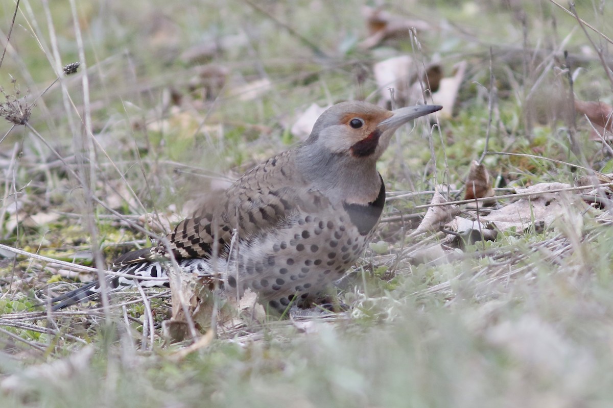 Northern Flicker (Yellow-shafted x Red-shafted) - ML139852531