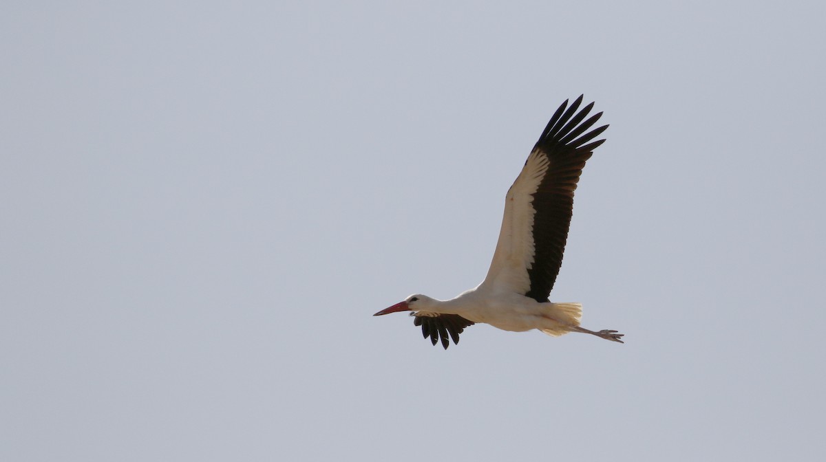 White Stork - Jay McGowan