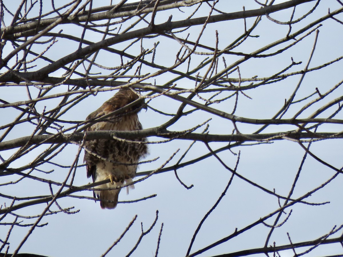 Red-tailed Hawk - Micky Louis