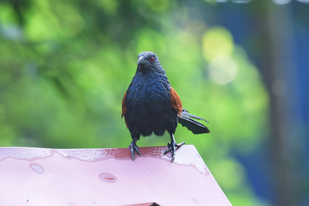 Greater Coucal - ML139854041
