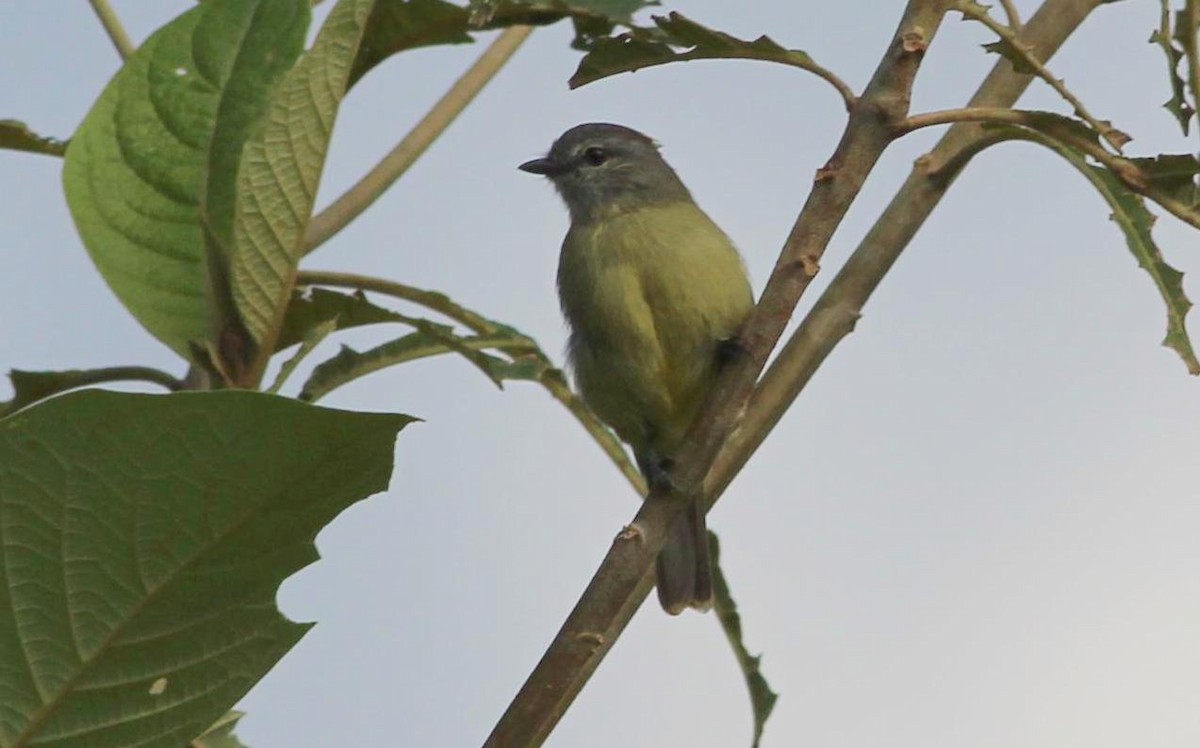 Yellow-crowned Tyrannulet - Gary Leavens