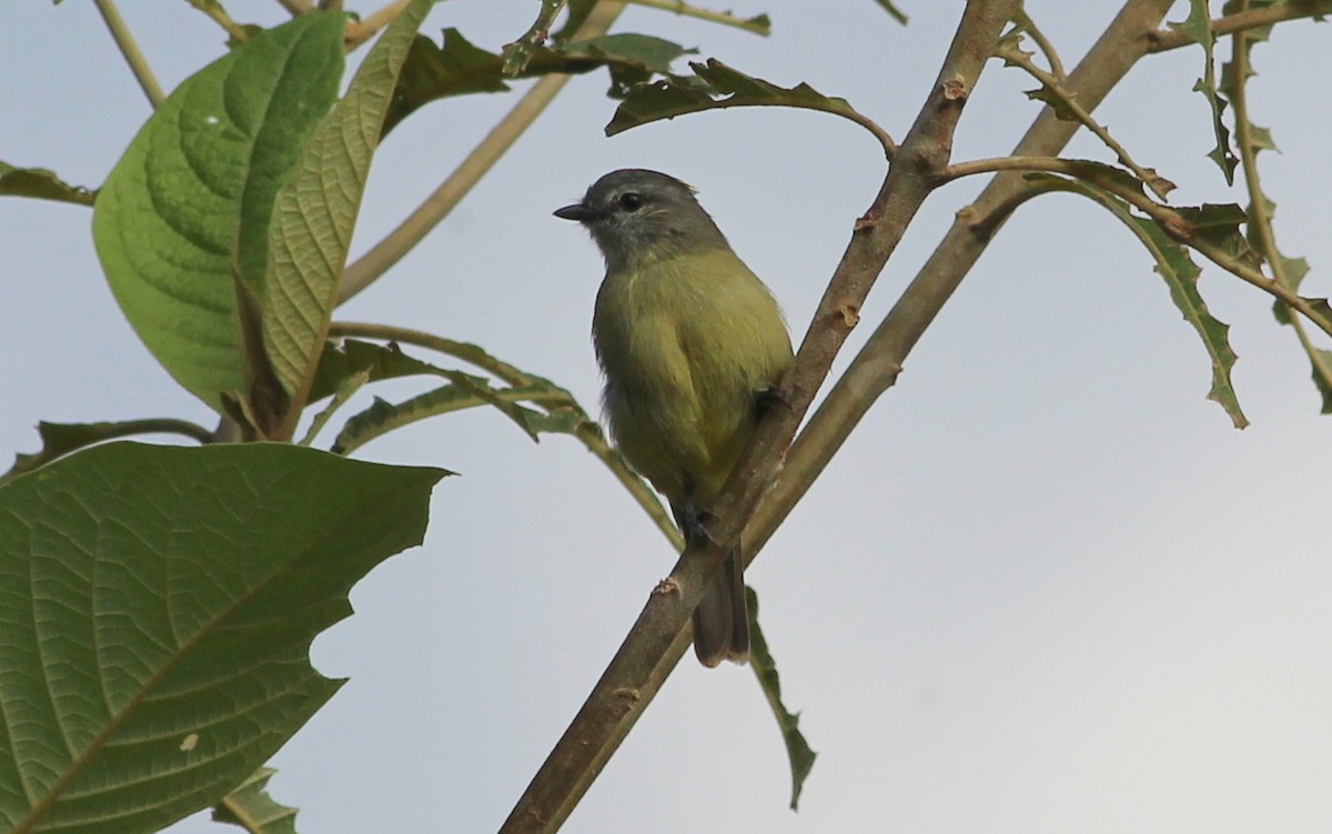 Yellow-crowned Tyrannulet - Gary Leavens