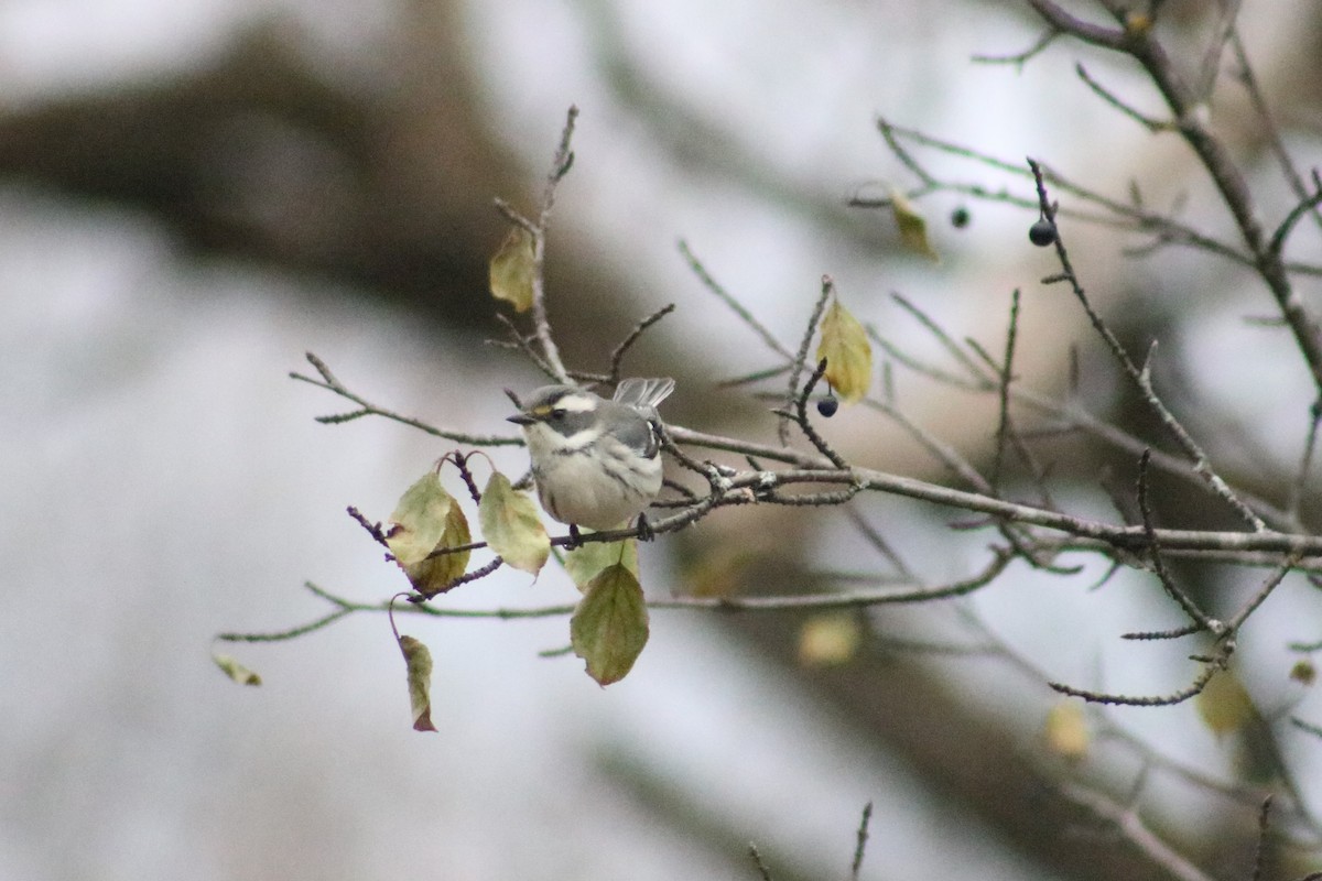 Black-throated Gray Warbler - ML139855041