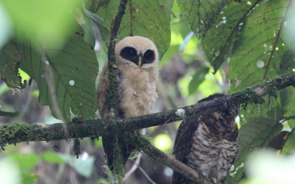Band-bellied Owl - Gary Leavens