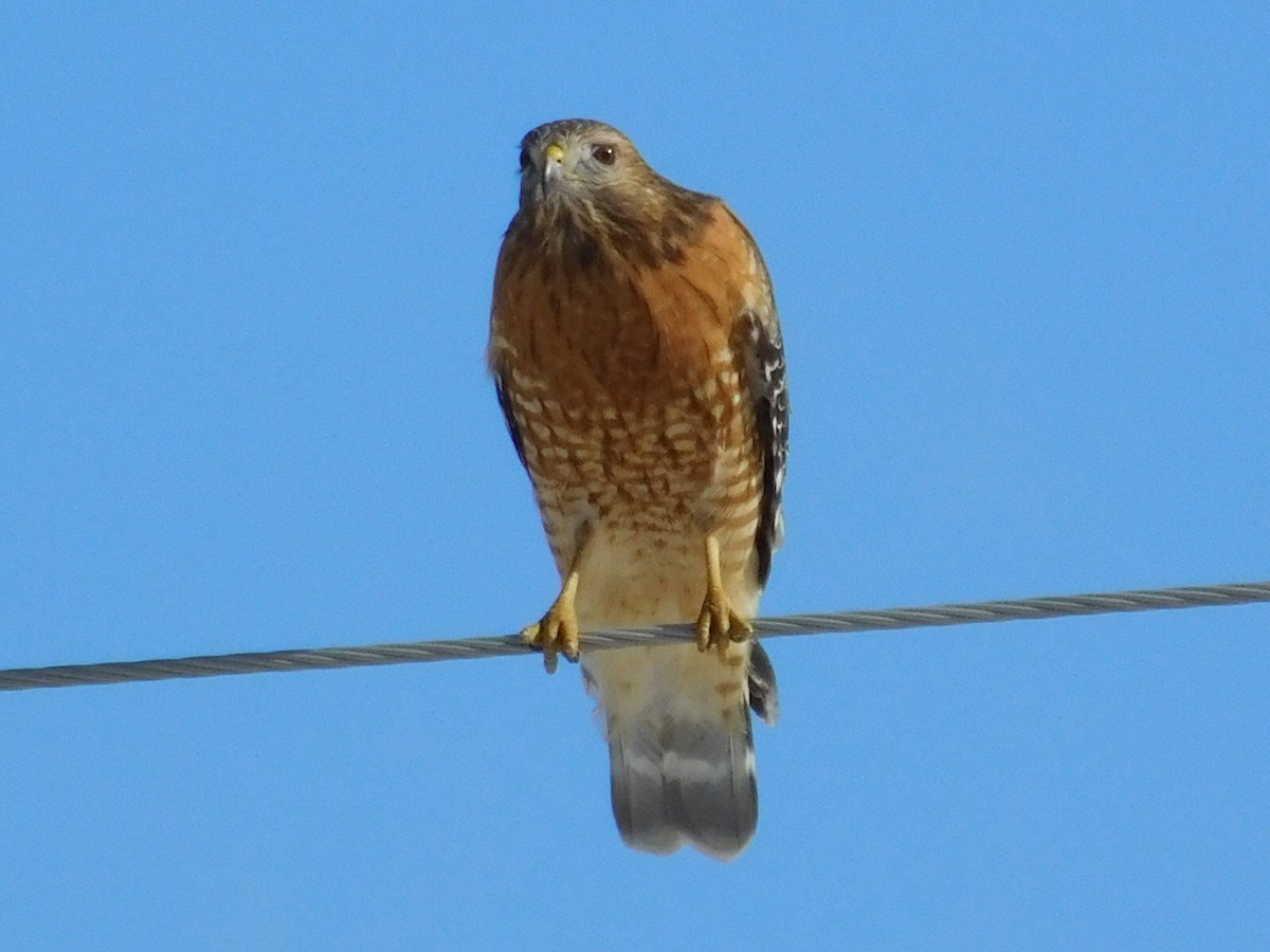 Red-shouldered Hawk (lineatus Group) - Thomas Mudd