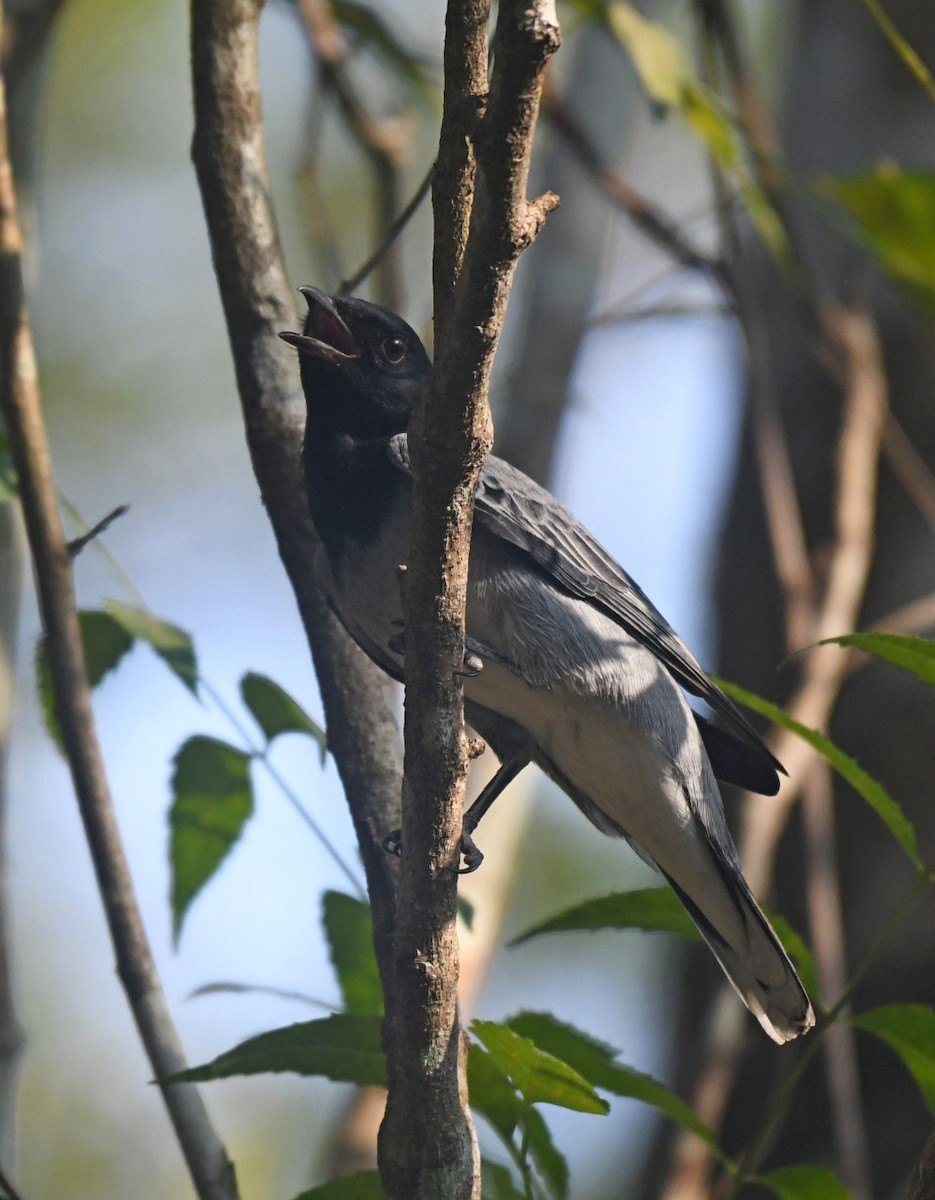 Black-headed Cuckooshrike - Preethy Prasanth