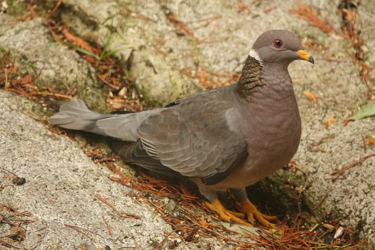 Band-tailed Pigeon - ML139856911