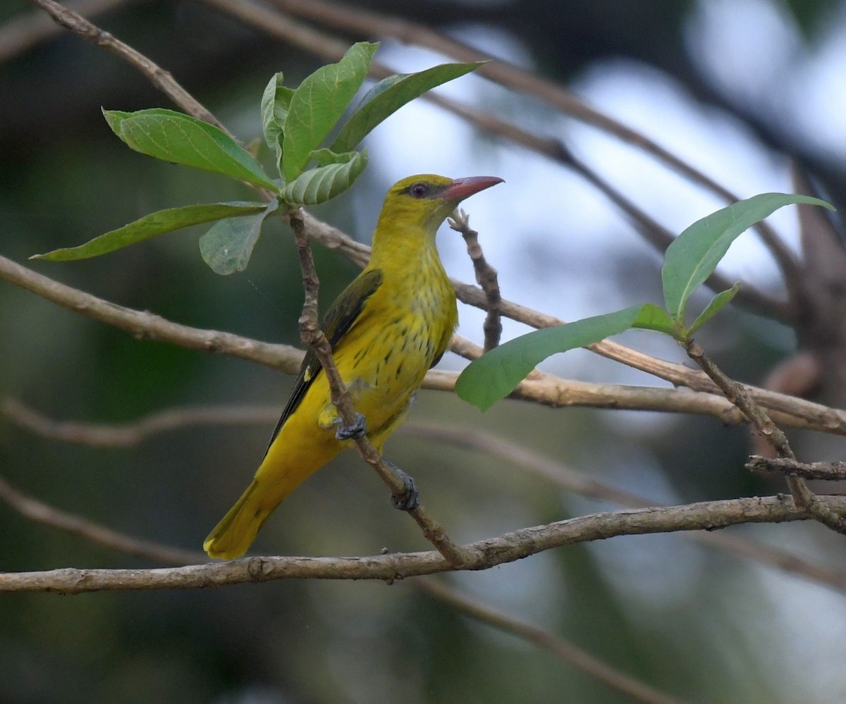 Indian Golden Oriole - ML139856981