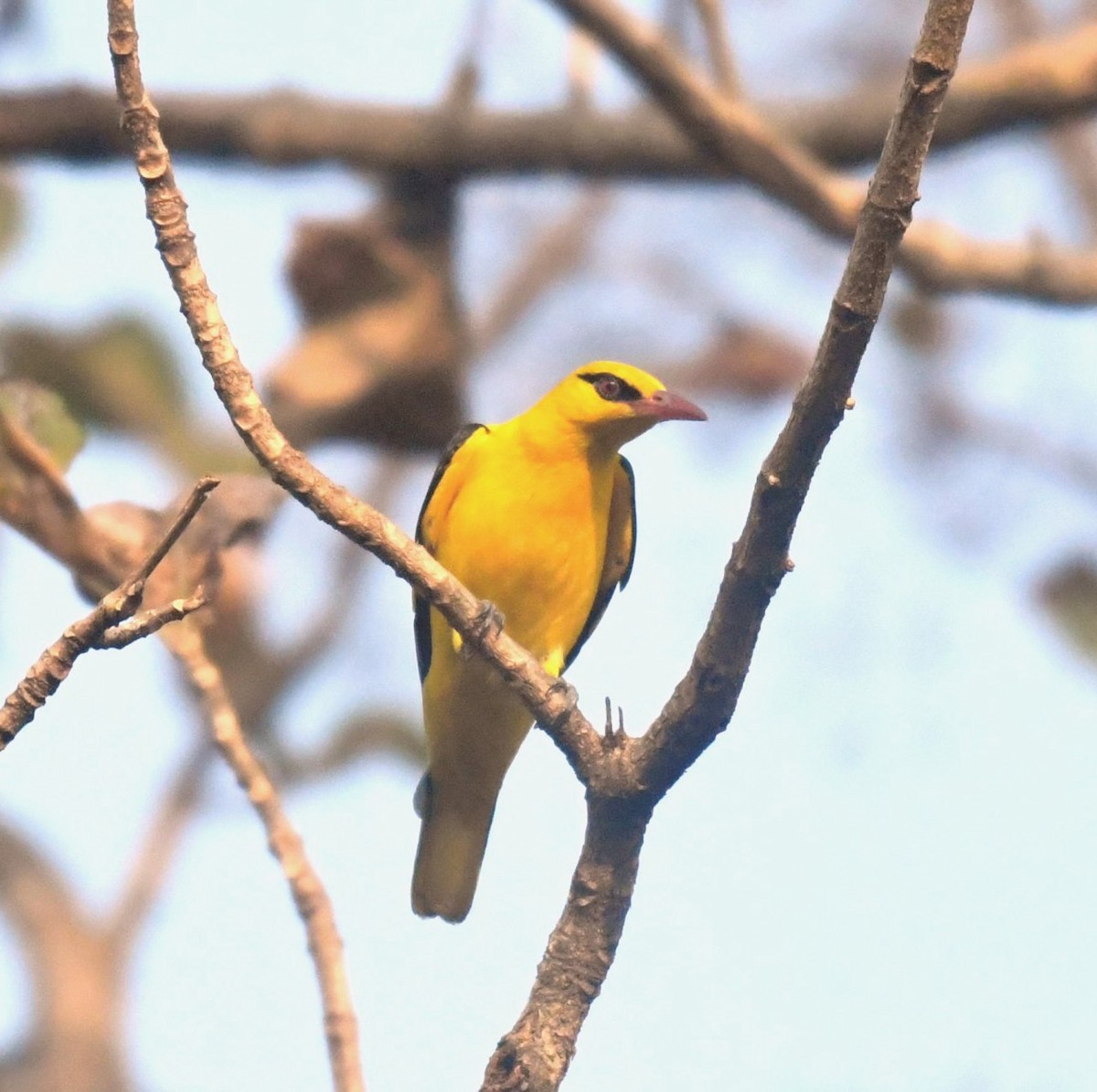 Indian Golden Oriole - ML139856991