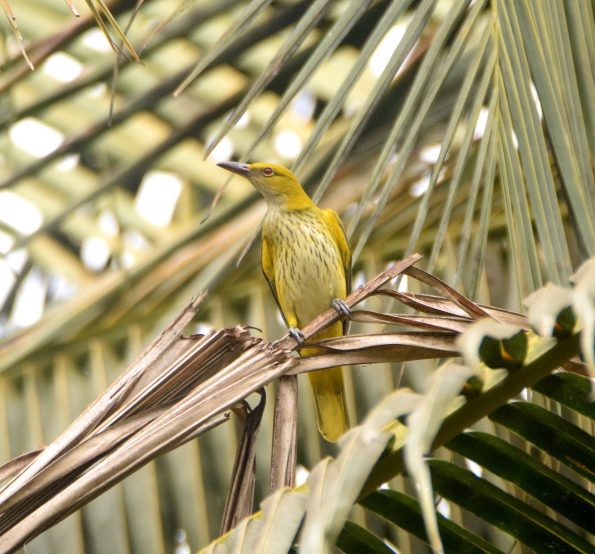 Indian Golden Oriole - ML139857001