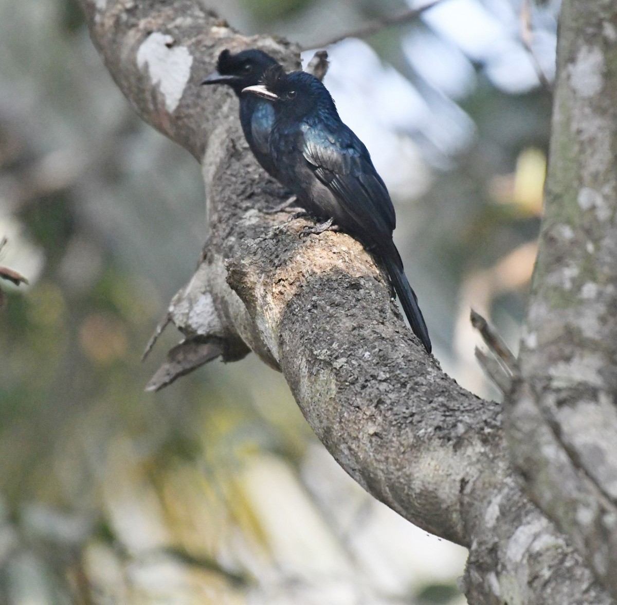 Greater Racket-tailed Drongo - ML139857601