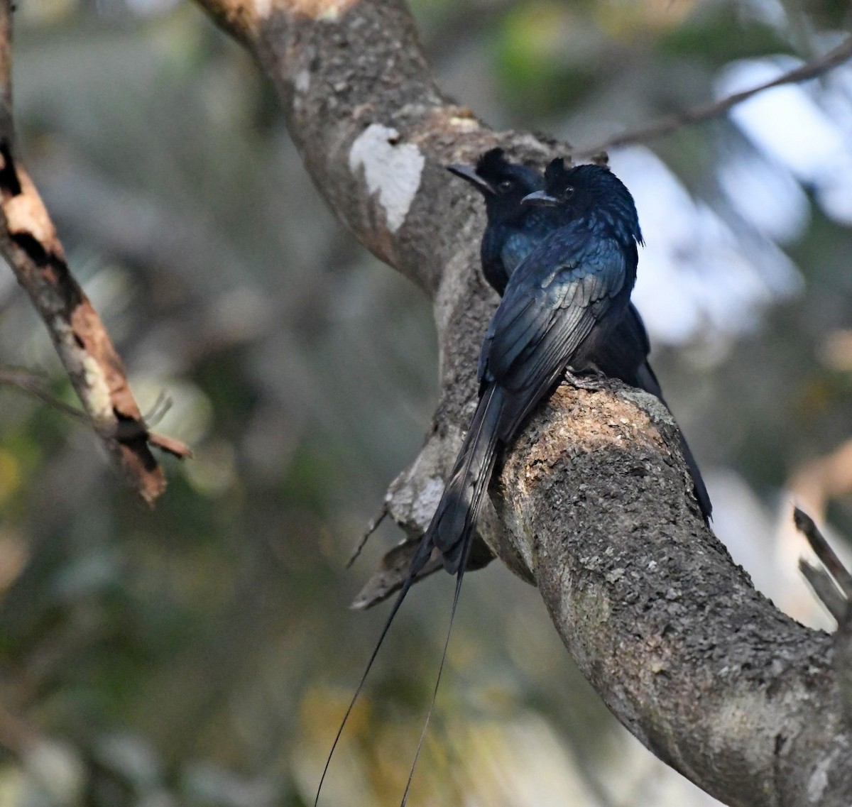 Greater Racket-tailed Drongo - ML139857611