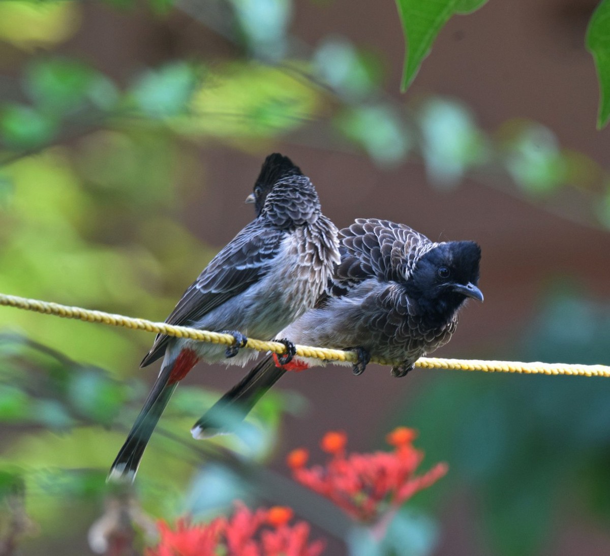 Red-vented Bulbul - ML139857881