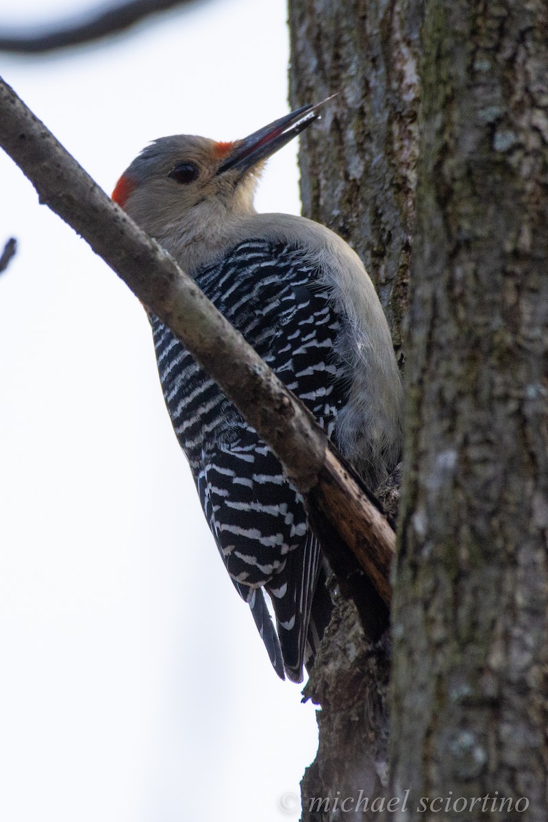 Red-bellied Woodpecker - Michael Sciortino