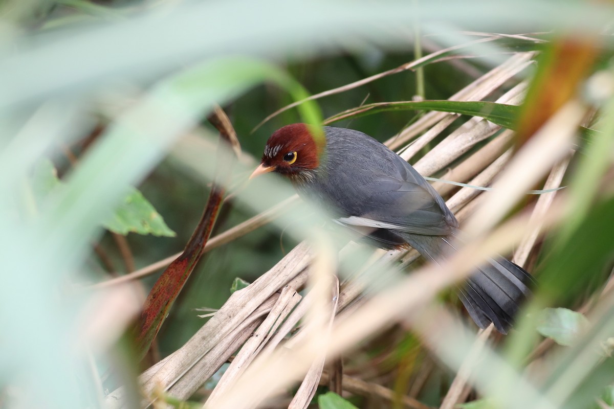 Chestnut-hooded Laughingthrush - Ting-Wei (廷維) HUNG (洪)