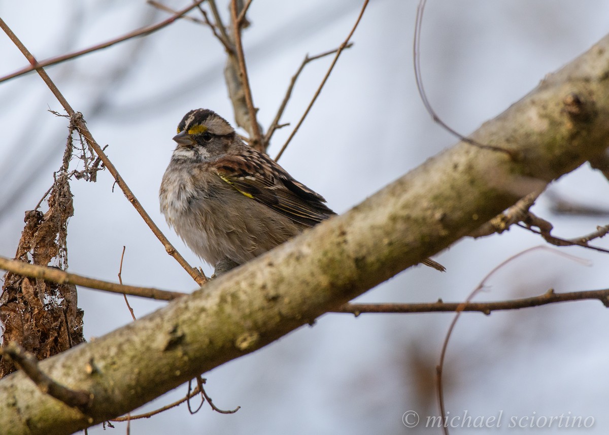White-throated Sparrow - Michael Sciortino