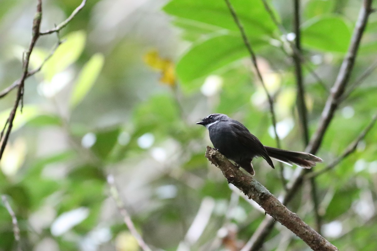 White-throated Fantail - ML139858791