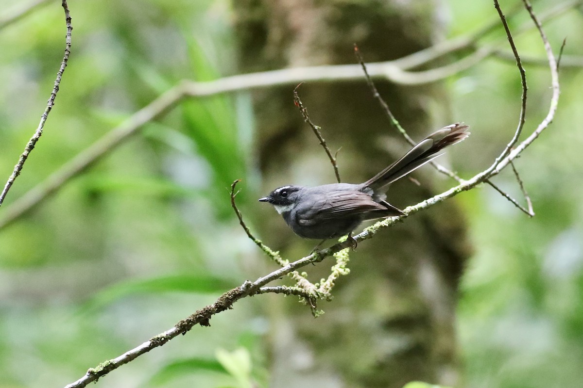 White-throated Fantail - ML139858851