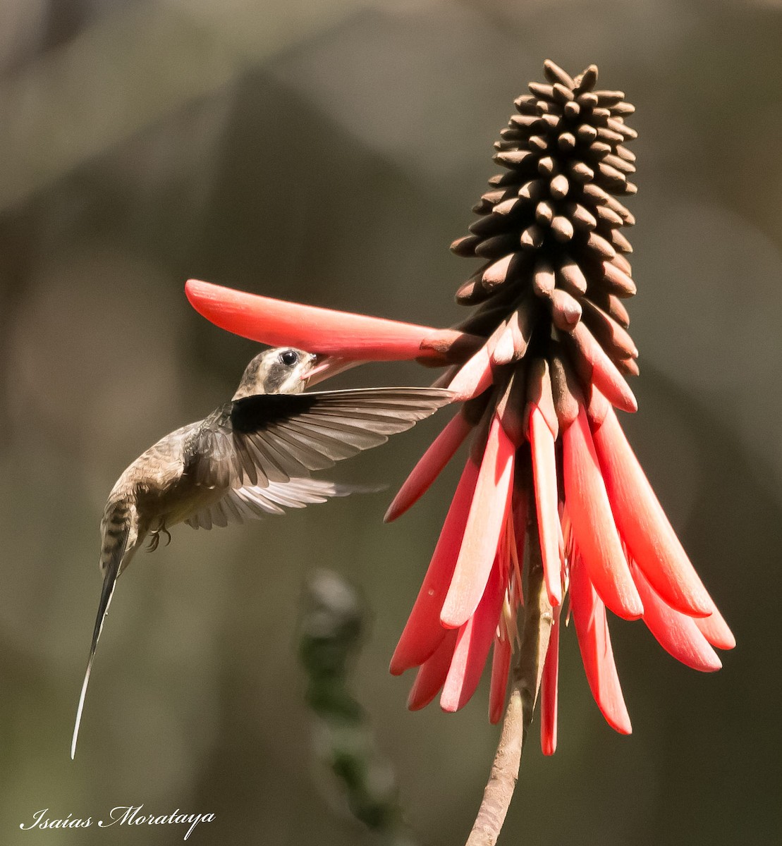 Длинноклювый колибри-отшельник - ML139859321